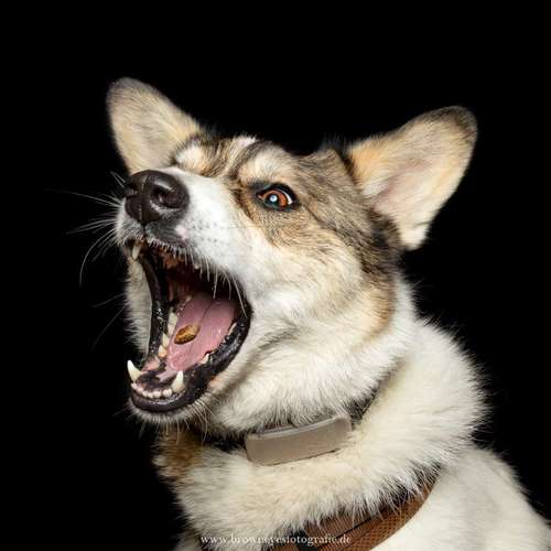 Hundeauslaufgebiet-Brown Eyes Fotografie-Bild