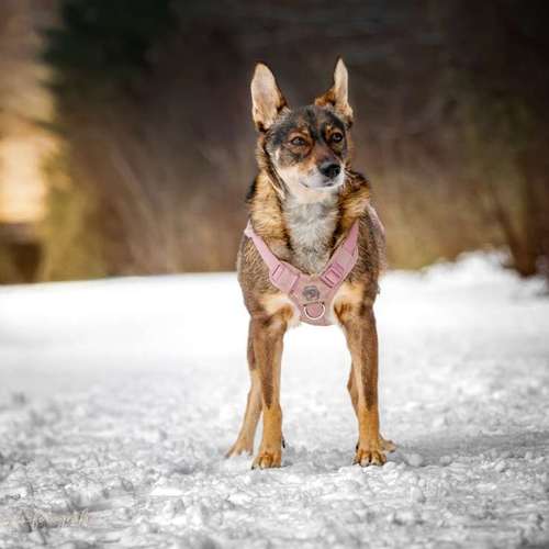 Hundeauslaufgebiet-Brown Eyes Fotografie-Bild