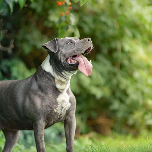 Hundeauslaufgebiet-Brown Eyes Fotografie-Bild