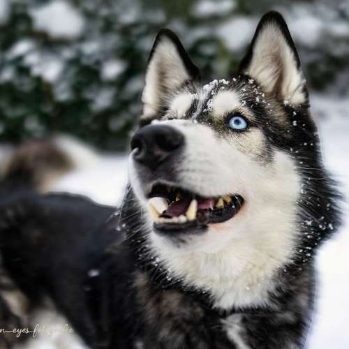 Hundeauslaufgebiet-Brown Eyes Fotografie-Bild