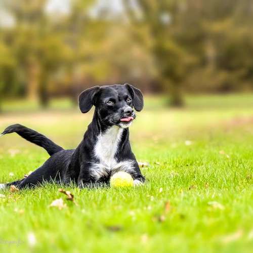 Hundeauslaufgebiet-Brown Eyes Fotografie-Bild