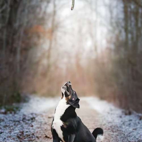 Hundeauslaufgebiet-Brown Eyes Fotografie-Bild