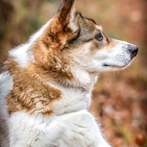 Hundeauslaufgebiet-Brown Eyes Fotografie-Bild