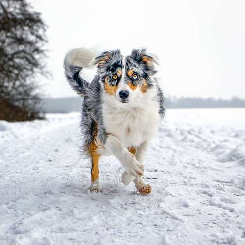Hundeauslaufgebiet-Brown Eyes Fotografie-Bild