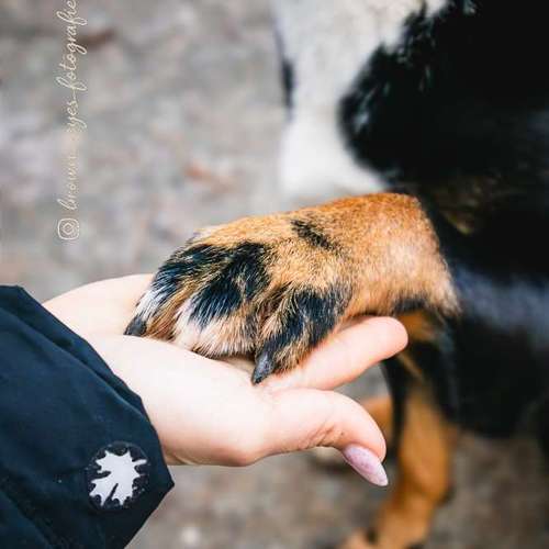 Hundeauslaufgebiet-Brown Eyes Fotografie-Bild