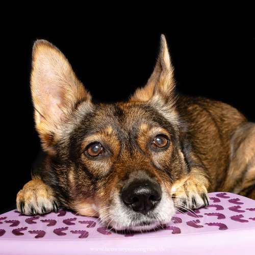 Hundeauslaufgebiet-Brown Eyes Fotografie-Bild