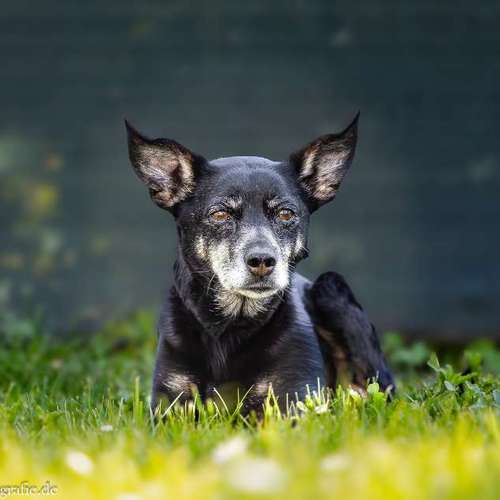 Hundeauslaufgebiet-Brown Eyes Fotografie-Bild