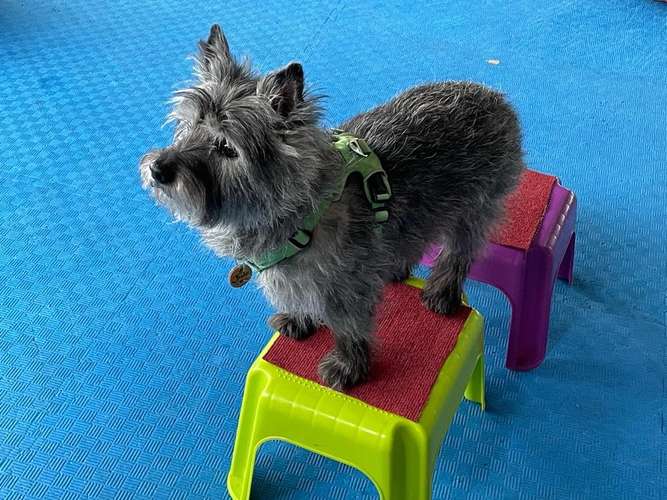 Hundeauslaufgebiet-Hundeschule Schnüffelnase-Bild