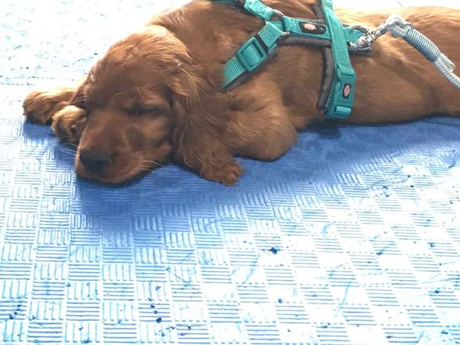 Hundeauslaufgebiet-Hundeschule Schnüffelnase-Bild