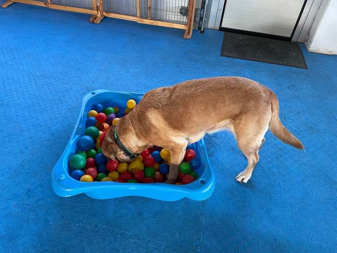 Hundeauslaufgebiet-Hundeschule & Tagesbetreuung Schnüffelnase-Bild