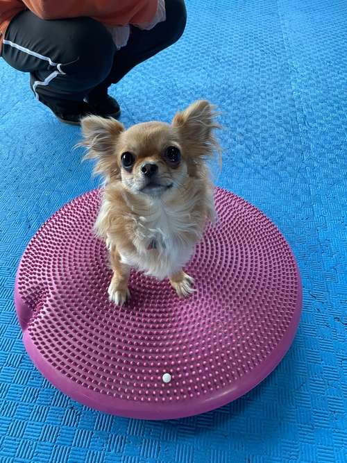 Hundeauslaufgebiet-Hundeschule Schnüffelnase-Bild