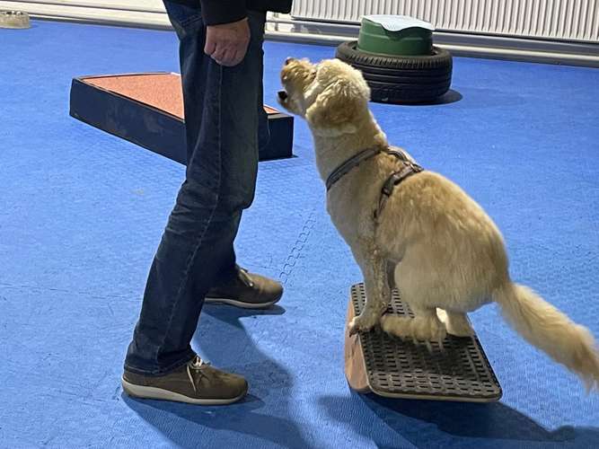 Hundeauslaufgebiet-Hundeschule Schnüffelnase-Bild