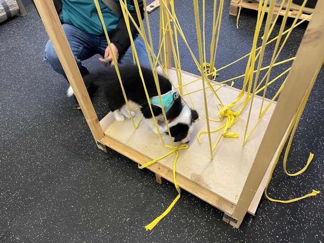 Hundeauslaufgebiet-Hundeschule Schnüffelnase-Bild