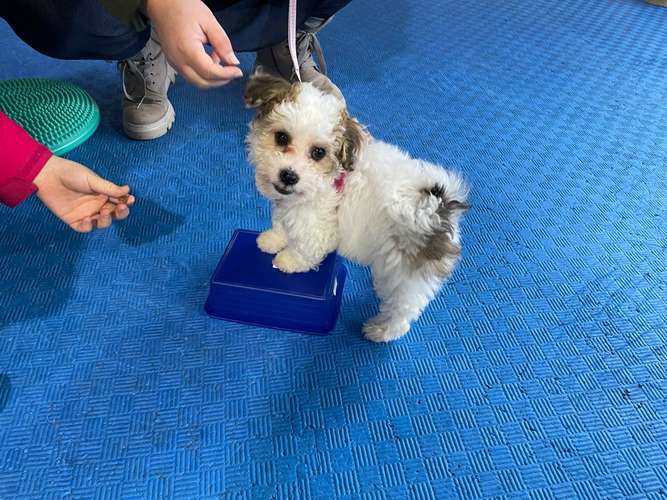 Hundeauslaufgebiet-Hundeschule Schnüffelnase-Bild