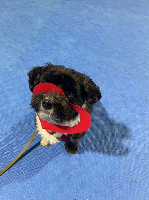 Hundeauslaufgebiet-Hundeschule Schnüffelnase-Bild