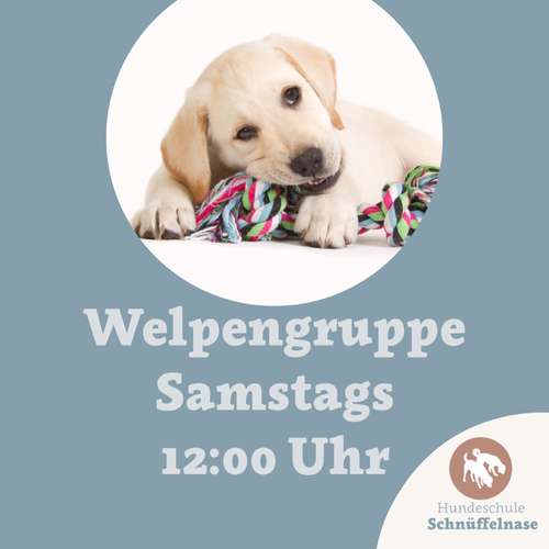 Hundeauslaufgebiet-Hundeschule Schnüffelnase-Bild