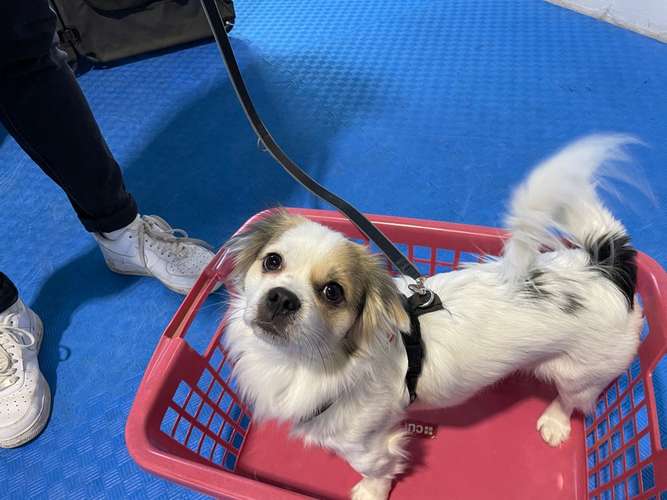 Hundeauslaufgebiet-Hundeschule Schnüffelnase-Bild