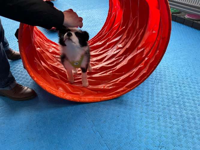 Hundeauslaufgebiet-Hundeschule Schnüffelnase-Bild