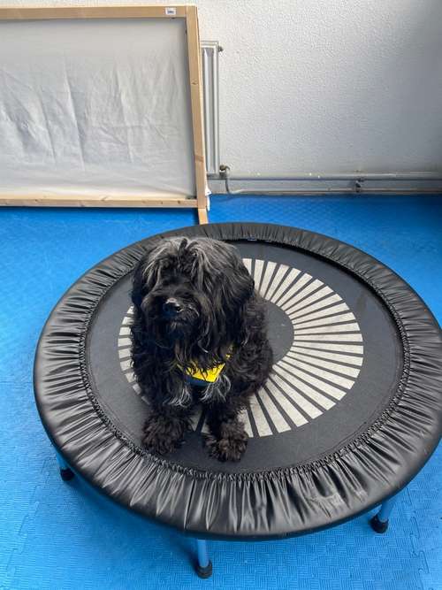 Hundeauslaufgebiet-Hundeschule Schnüffelnase-Bild