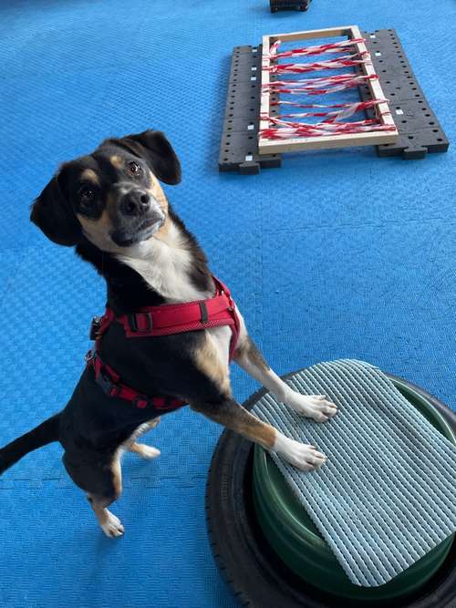 Hundeauslaufgebiet-Hundeschule Schnüffelnase-Bild