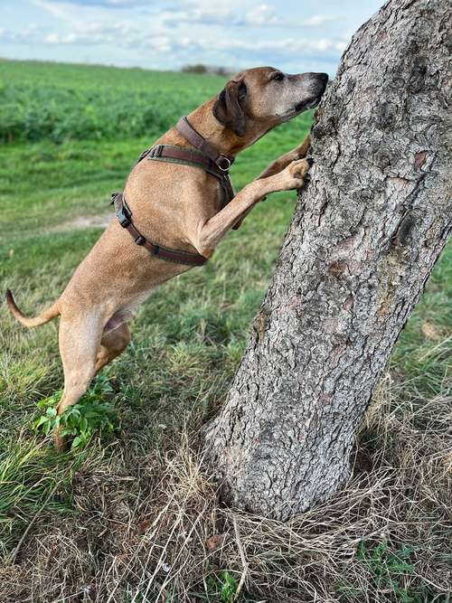 Hundeauslaufgebiet-Hundeschule Traumhund-Bild