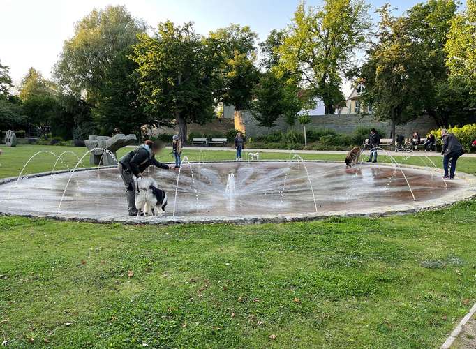 Hundeauslaufgebiet-Hundeschule Traumhund-Bild
