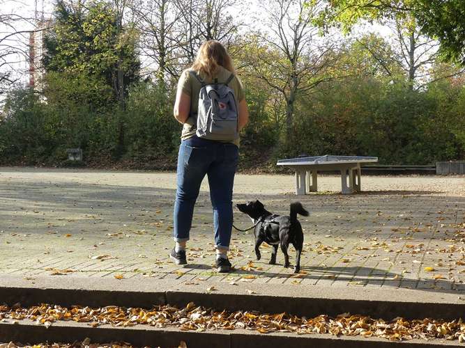 Hundeauslaufgebiet-Hundeschule Traumhund-Bild