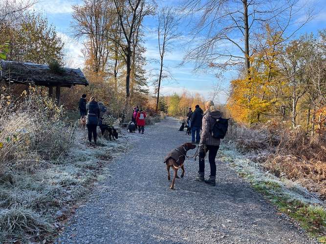 Hundeauslaufgebiet-Hundeschule Traumhund-Bild