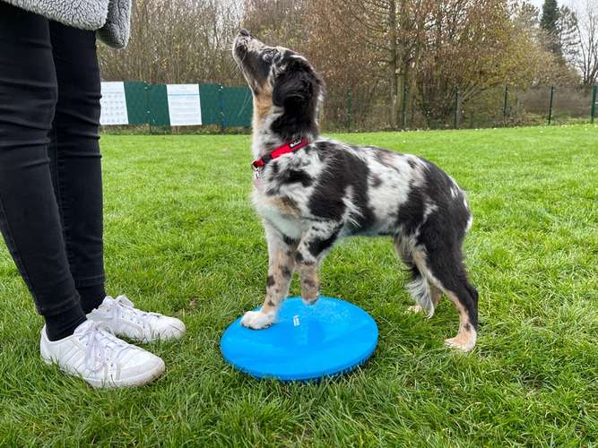 Hundeauslaufgebiet-Hundeschule Traumhund-Bild
