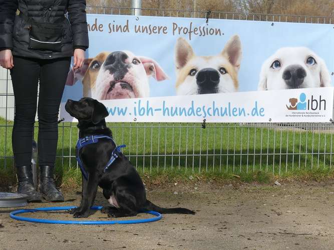 Hundeauslaufgebiet-Hundeschule Traumhund-Bild