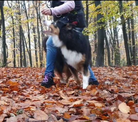 Hundeauslaufgebiet-Die Flotten Pfoten-Bild