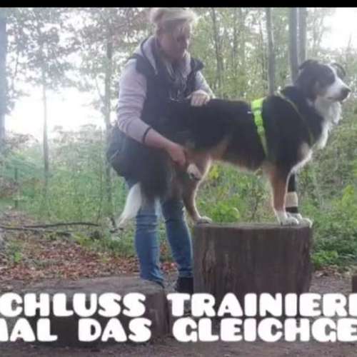 Hundeauslaufgebiet-Die Flotten Pfoten-Bild