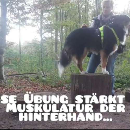 Hundeauslaufgebiet-Die Flotten Pfoten-Bild