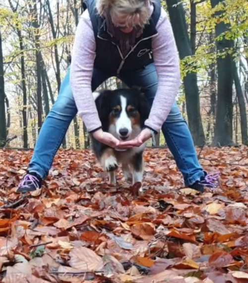 Hundeauslaufgebiet-Die Flotten Pfoten-Bild