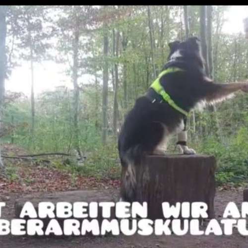 Hundeauslaufgebiet-Die Flotten Pfoten-Bild