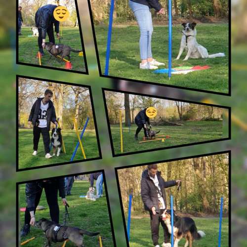 Hundeauslaufgebiet-Die Flotten Pfoten-Bild