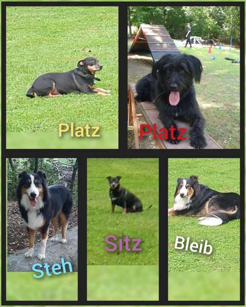 Hundeauslaufgebiet-Die Flotten Pfoten-Bild