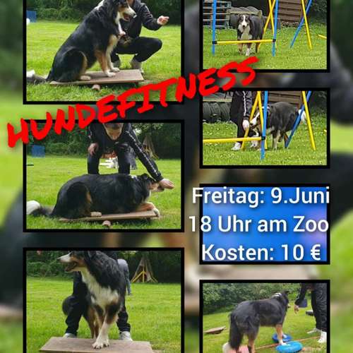 Hundeauslaufgebiet-Die Flotten Pfoten-Bild