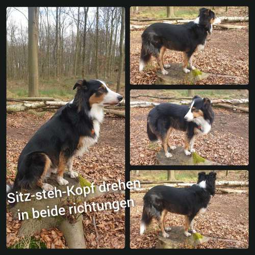 Hundeauslaufgebiet-Die Flotten Pfoten-Bild