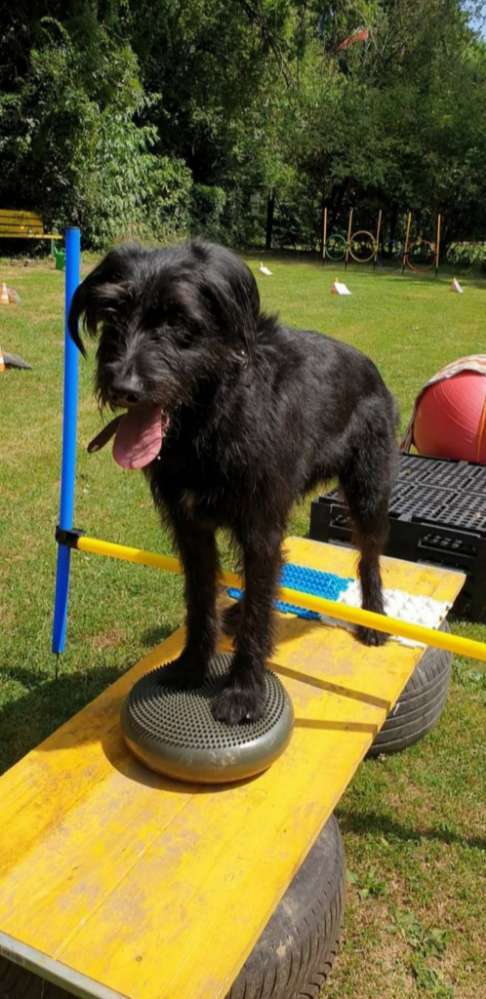 Hundeauslaufgebiet-Die Flotten Pfoten-Bild