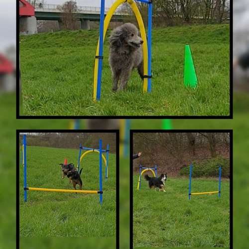 Hundeauslaufgebiet-Die Flotten Pfoten-Bild