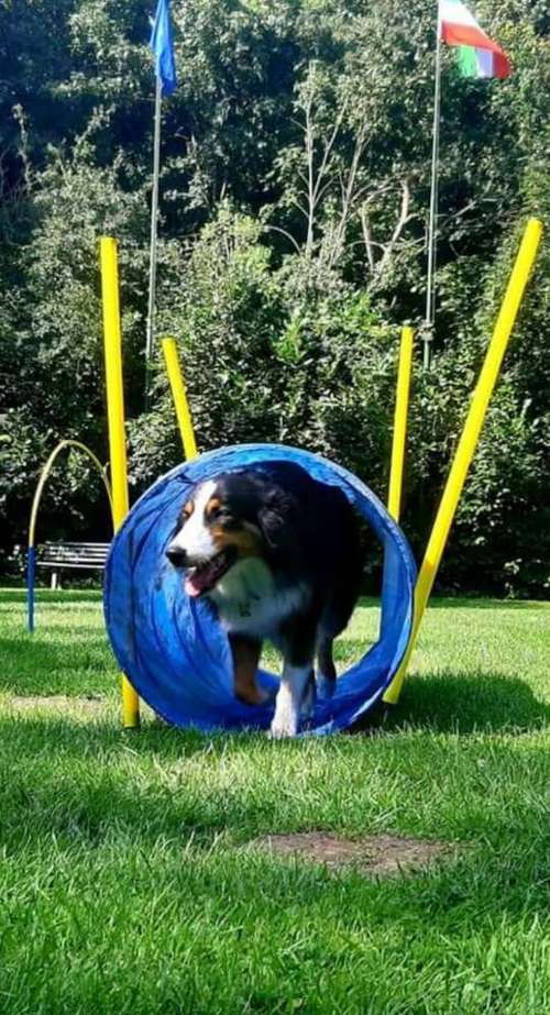 Hundeauslaufgebiet-Die Flotten Pfoten-Bild