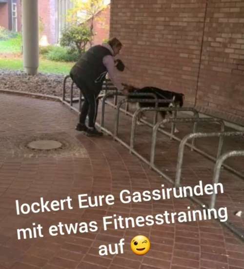 Hundeauslaufgebiet-Die Flotten Pfoten-Bild