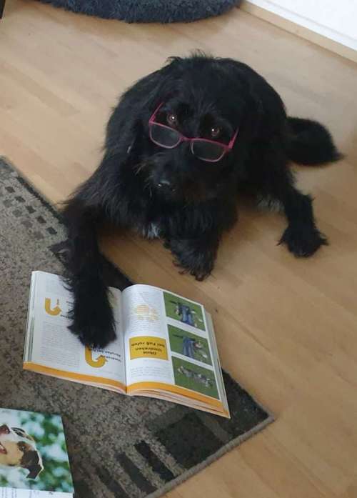 Hundeauslaufgebiet-Die Flotten Pfoten-Bild