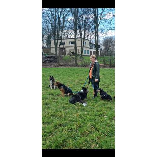 Hundeauslaufgebiet-Die Flotten Pfoten-Bild