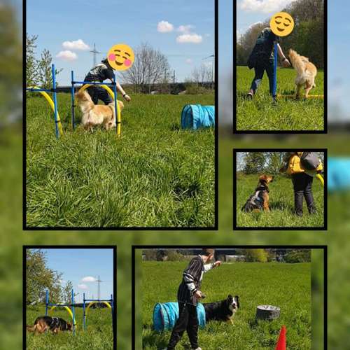 Hundeauslaufgebiet-Die Flotten Pfoten-Bild