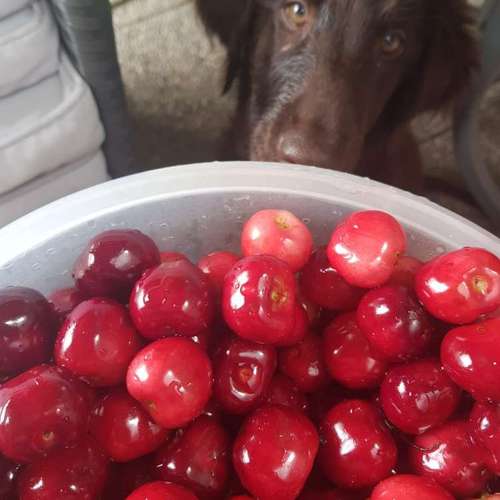 Hundeauslaufgebiet-pfotedrauf.at-Bild