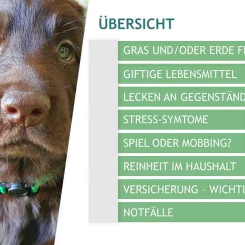 Hundeauslaufgebiet-pfotedrauf.at-Bild
