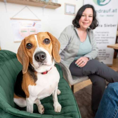 Hundeauslaufgebiet-pfotedrauf.at-Bild