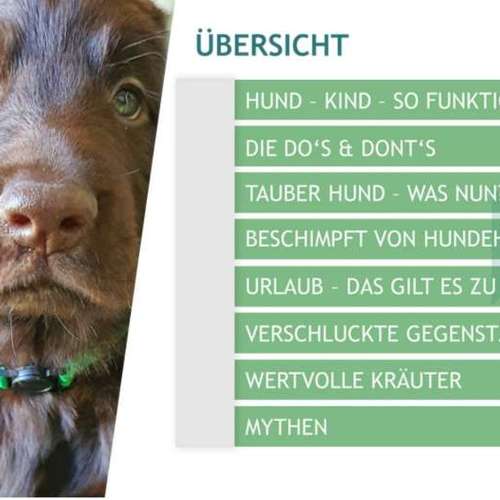 Hundeauslaufgebiet-pfotedrauf.at-Bild